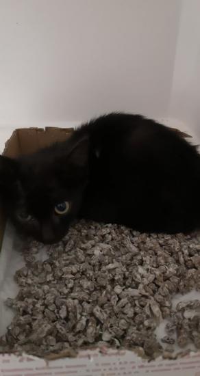 rocka née le 06/06/20 adopté