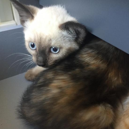 rigane  femelle environ 2 mois, adopté