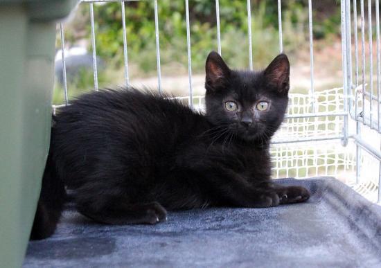 suie femelle  née début juin, adoptée