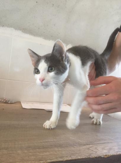 scotty male tres calin, adopté