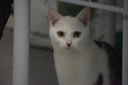 tabatan environ 6 mois ok chat, appart ou maison
