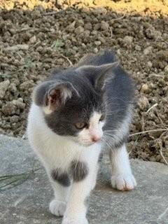 chaton environ 10 semaines tous sur villefranche