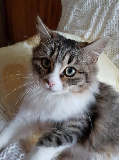 princesse2 née le 01/06/2019, adopté