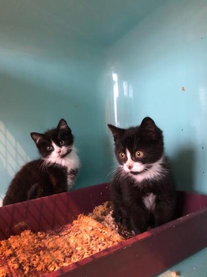 environ 2 mois, adopté