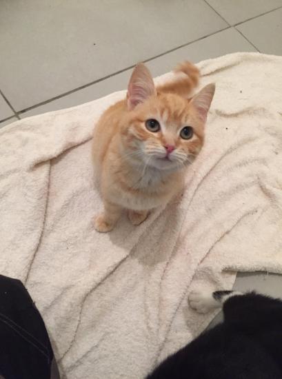 philomene femelle environ 3/4 mois adopté
