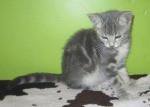 idia