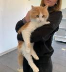 repley male un an très calin, adopté