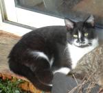 Leilou, petit gabarit calin