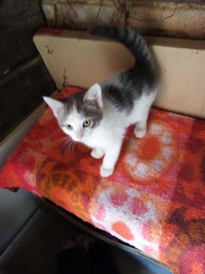 socan male né le 21/03/21 adopté