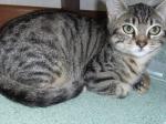 iko réservé adopté le 11/12