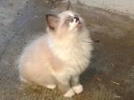 iliou adopté le 13/11