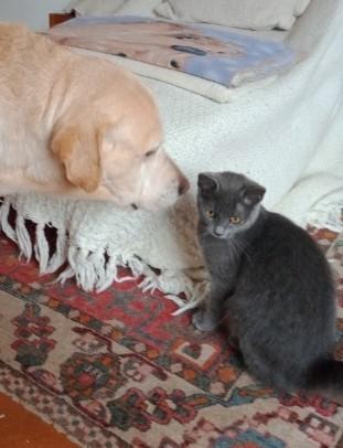 yaya femelle environ 10 mois,  adopté