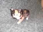 inna adopté le 11/09/13