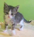 jimeline caline sociable