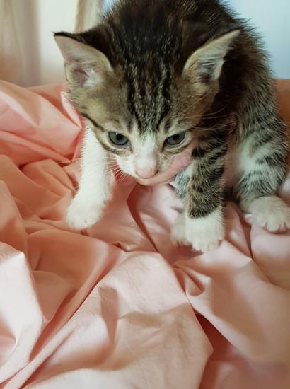 saikanie née le 08/04/21 adoptée