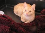 simba male né le 15/08/17, , adopté