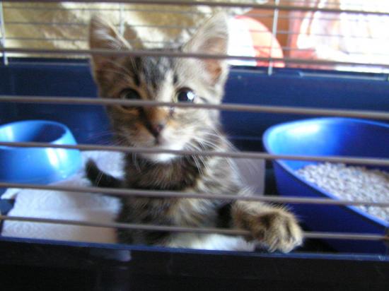 pirouette née le 01/11/18; adoptée