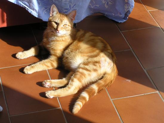 rouquain né le 15/07/19 calin, joueur, ok chat réservé