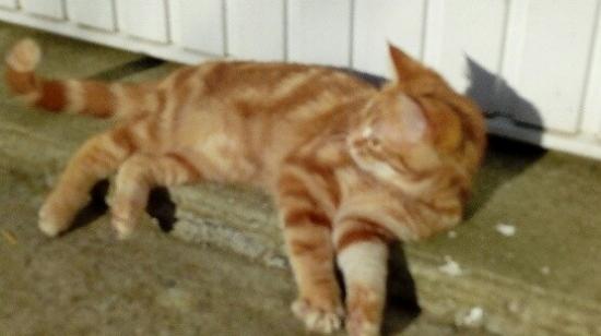 rouky né le 15/09/20 timide, adopté
