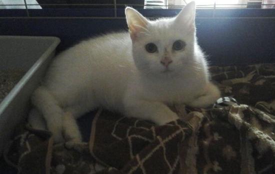 Samy né le 01/08/20 calin, adopté