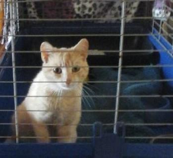 sidonie 6 mois , adoptée