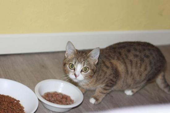 Tabata environ 6/7 mois joueuse timide adopté