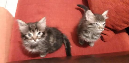 patie, patine nées en mars, adopté