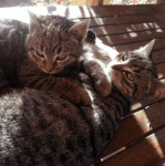 jo et son frère adopté